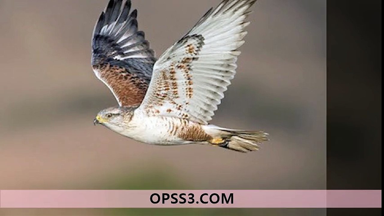 Ferruginous hawk 강동오피 강동건마 오피쓰 OPSS3.COM