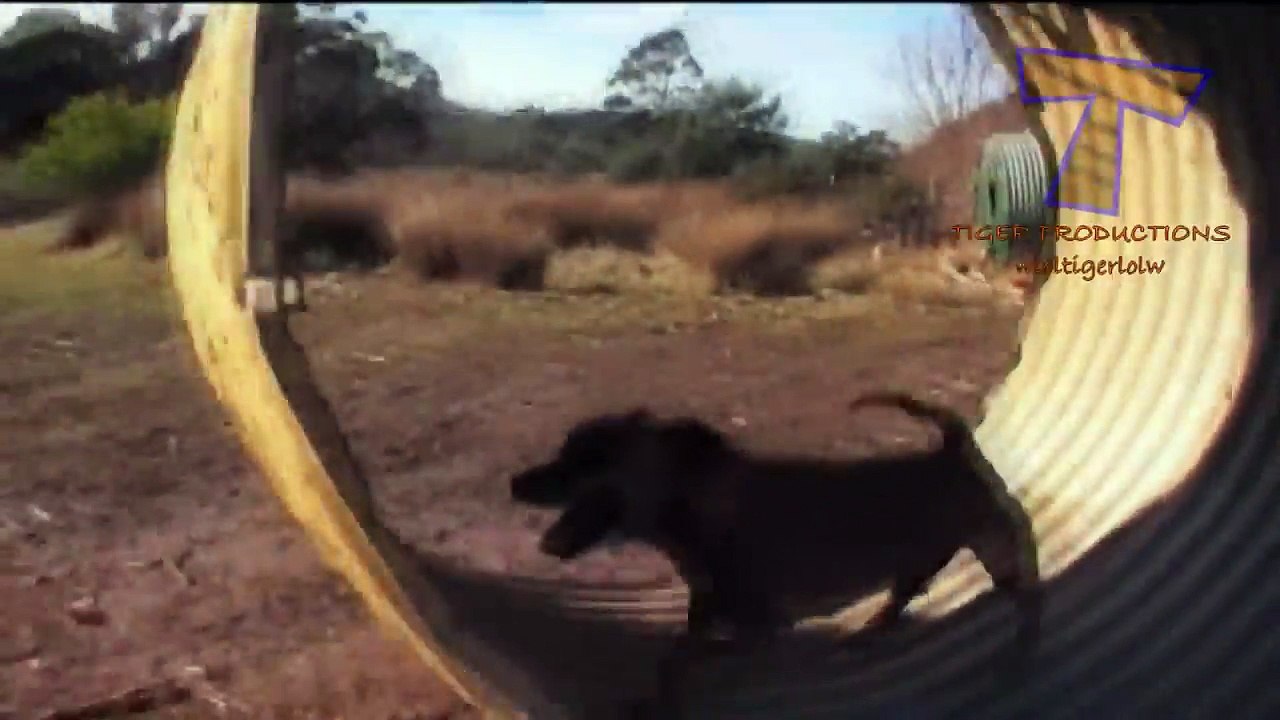 Animals are so funny that you can die of laughter - Funny animal compilation_5