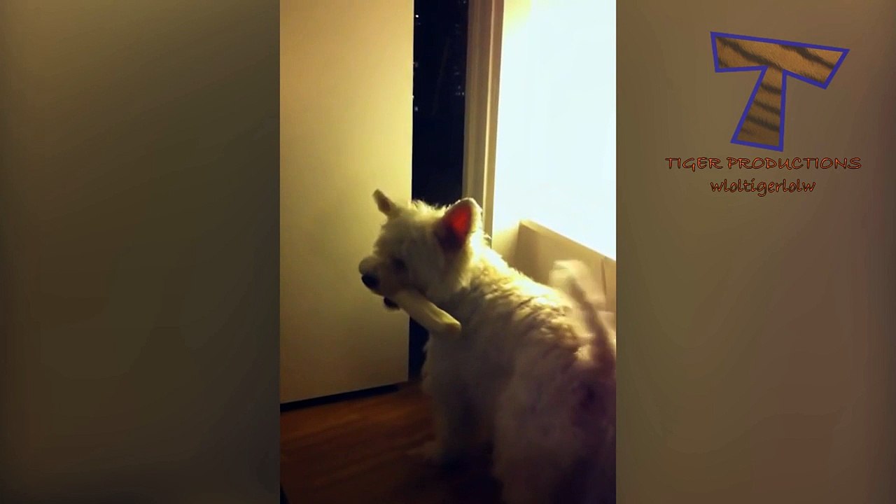 Animals are so funny that you can die of laughter - Funny animal compilation_6