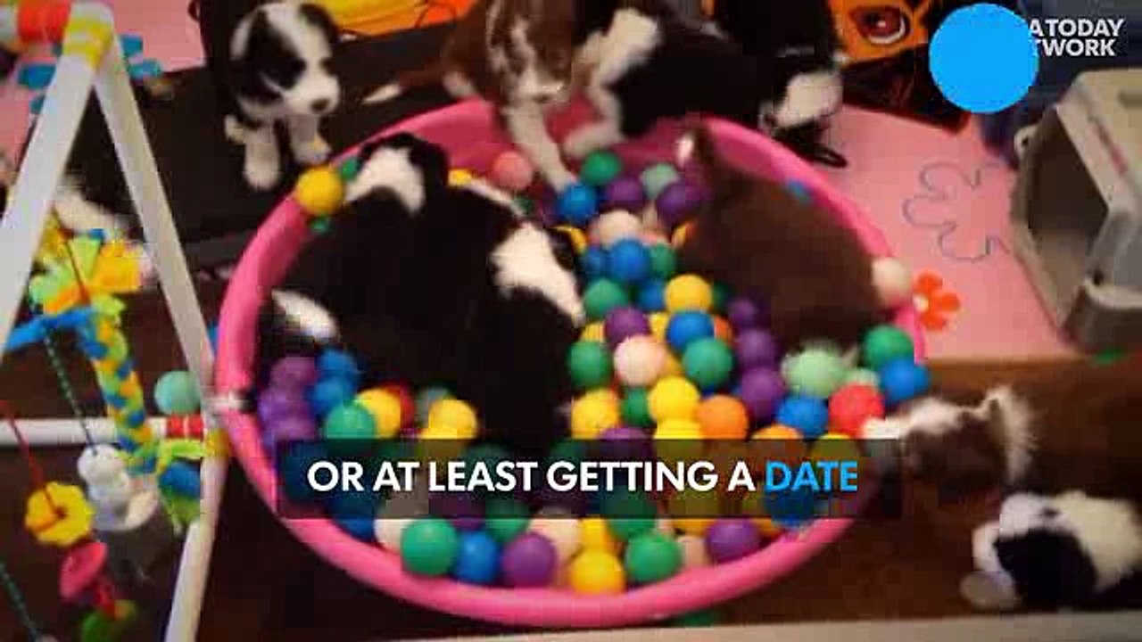 Dog lovers seen as sexy, but cats...