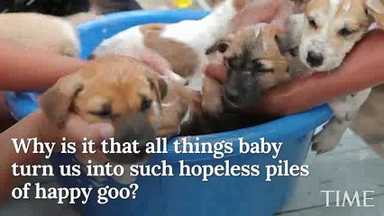 The scientific reason you can’t stop watching baby animal videos