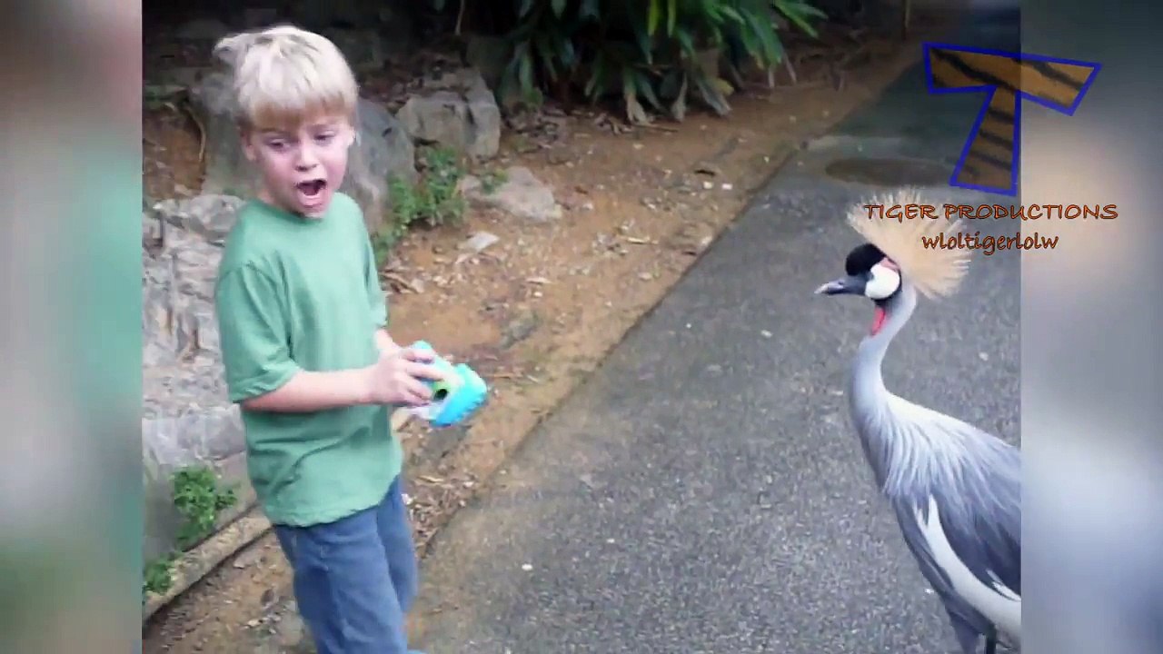 Animals are so funny that you can die of laughter - Funny animal compilation_11