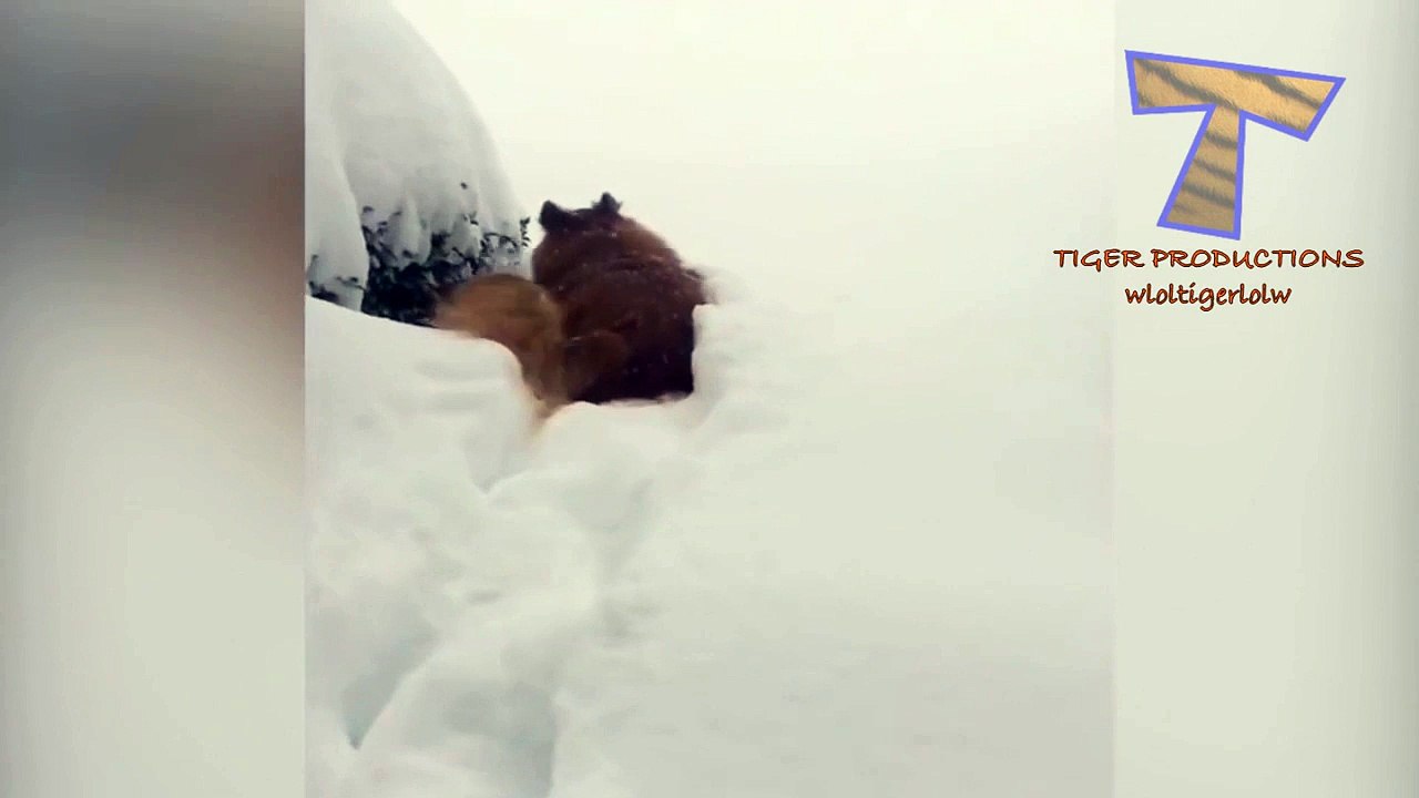 Animals are so funny that you can die of laughter - Funny animal compilation_13