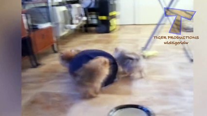 Animals are so funny you just can t stop laughing - Funny animal compilation_10