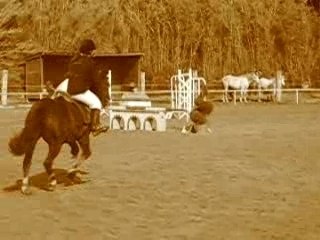 Chute de cheval de zoe