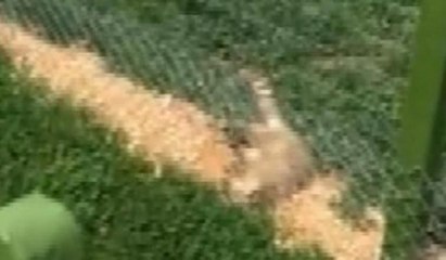 Hayvanat bahçesinde skandal görüntüler