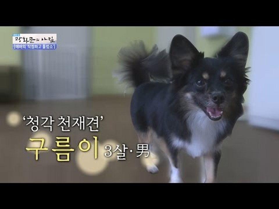 청각장애도우미견의 훈련방법~! [광화문의 아침] 264회 20160630