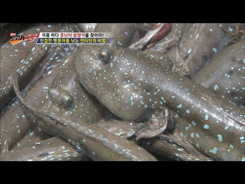 진짜 못생긴 생선을 잡아라! 못난이 중 못난이 짱뚱어! [뉴 코리아 헌터] 4회 20...