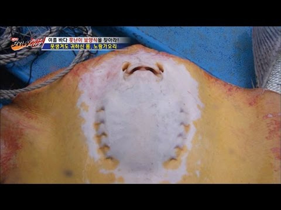 못생겨도 귀한 몸, 노랑가오리를 잡아라! [뉴 코리아 헌터] 4회 20160630