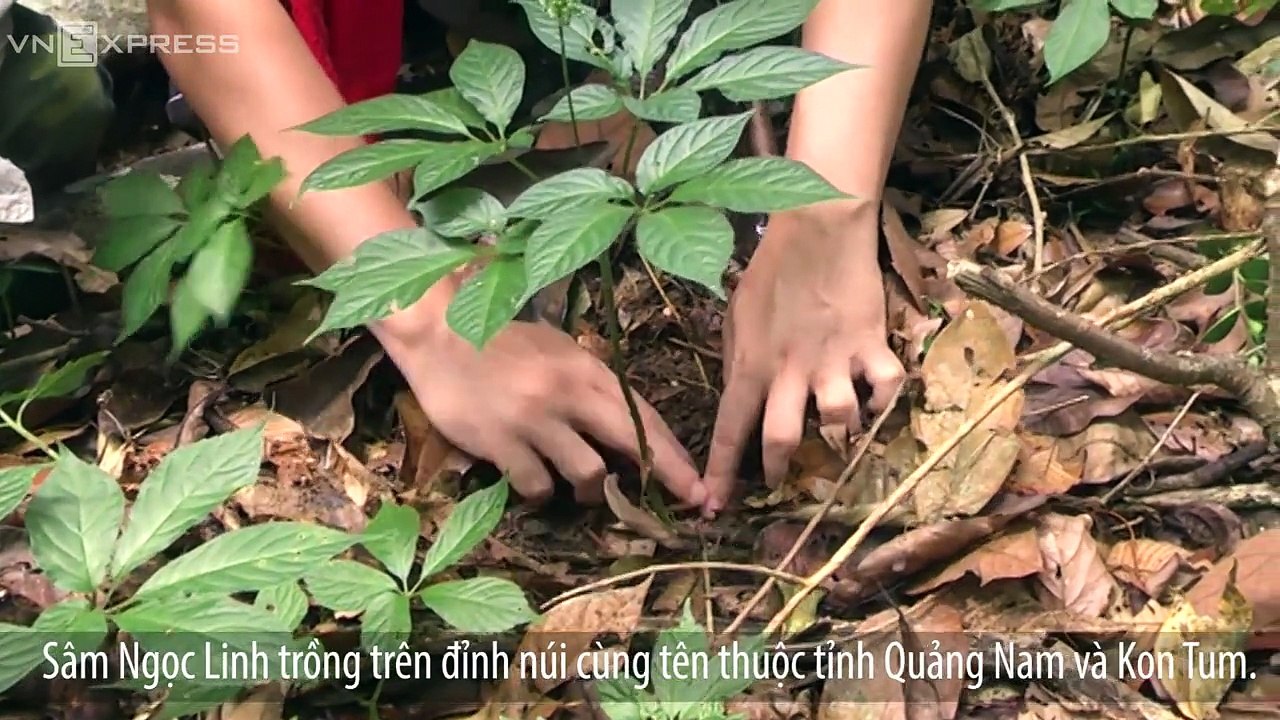 VnExpress | Thời sự | Phân biệt sâm quý Ngọc Linh như thế nào