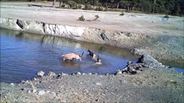 Vahşi Yaşamın Sırları Fotokapan A Yakalandı