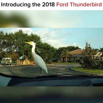 Après Jaguar et son félin, Ferrari et son cheval, voici la voiture héron... Un peu gros le sigle...