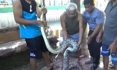 Warga Ini Tangkap Ular Piton Seberat 50 Kilogram