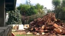 The Best Techniques for Tree Stump Removal in Perth