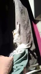 Violette le chat libre toulouse