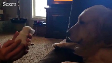 Baba olmak istemeyen köpek