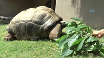 97 Yaşındaki Kaplumbağa Tuki'den Derbi Tahmini