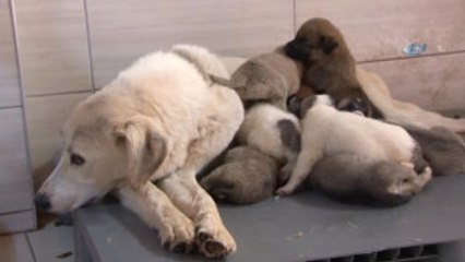 9 Yavrusu Olan Köpekten Annelik' Dersi