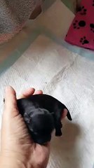 Nikita âgée de 2 jours