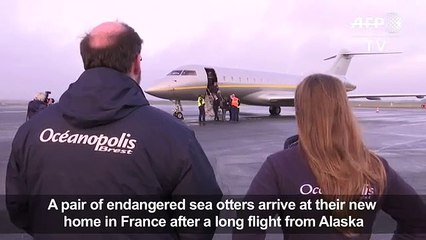 Endangered sea otters fly nto France