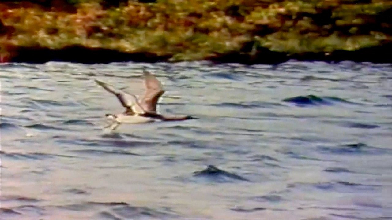 Gnjurac (Opstanak, Anglia)