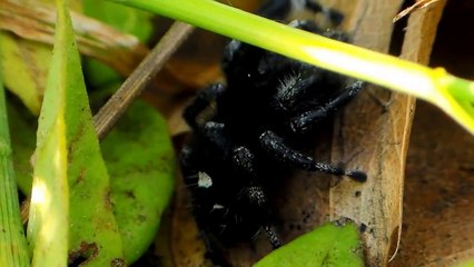 First wild P. audax of 2017