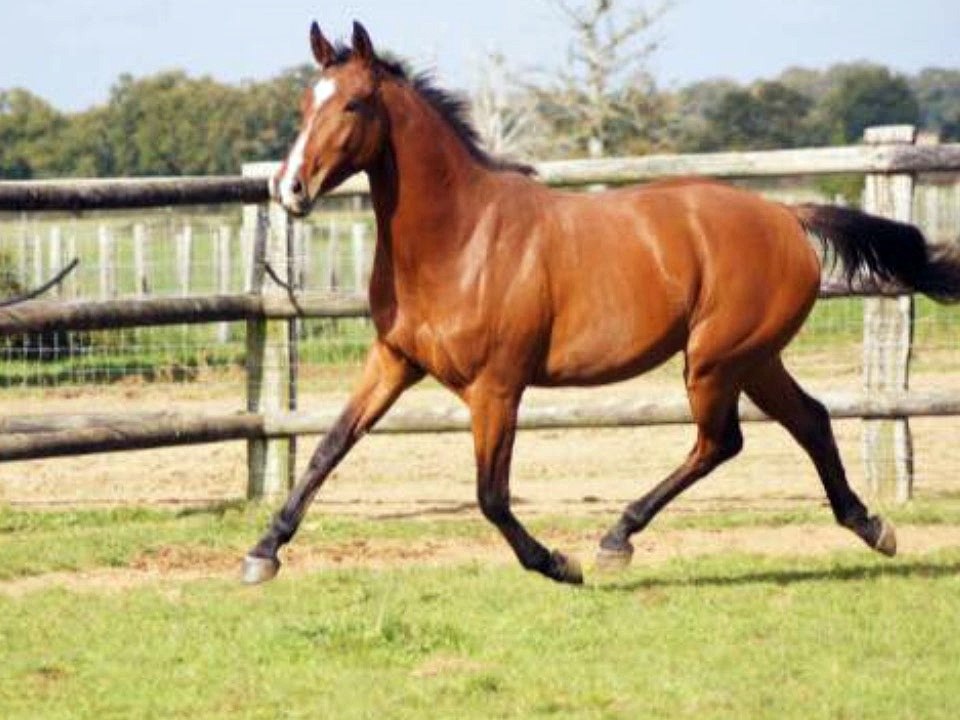 Dayade De Riverland, Par Tinka's Boy.