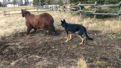 Un chien réclame l'amitié d'un cheval !