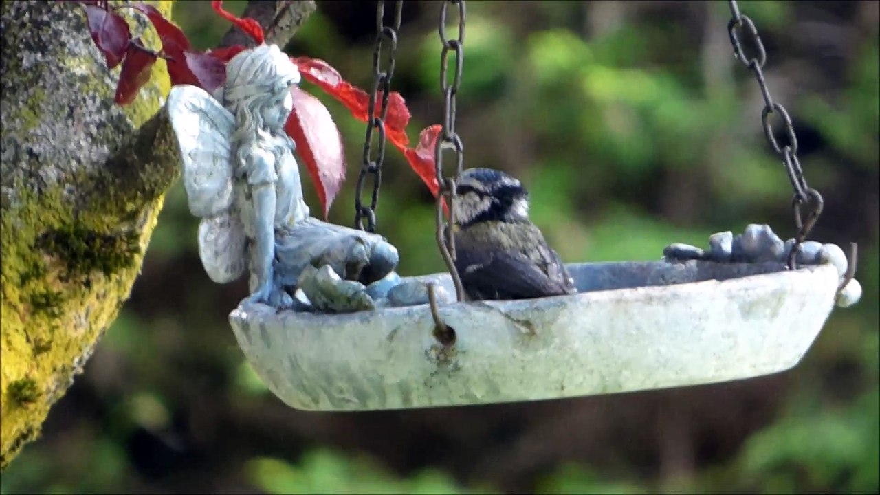 mesange bleue mai 2017