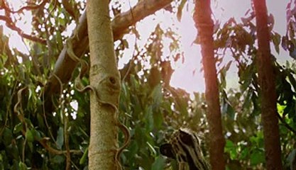 Big Cats an Amazing Animal Family Season 1 Episode 2 Watch Tv Series 2016