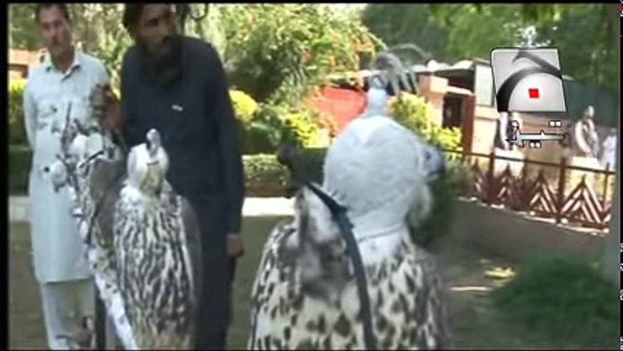 Imran Khan Eagle Funny Punjabi Totay Tezabi Totay