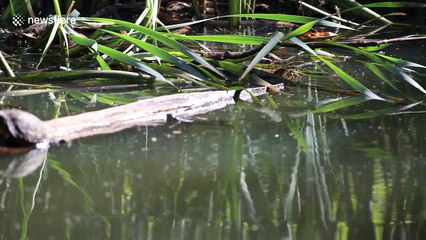 Turtle steals sunbathing position from rival