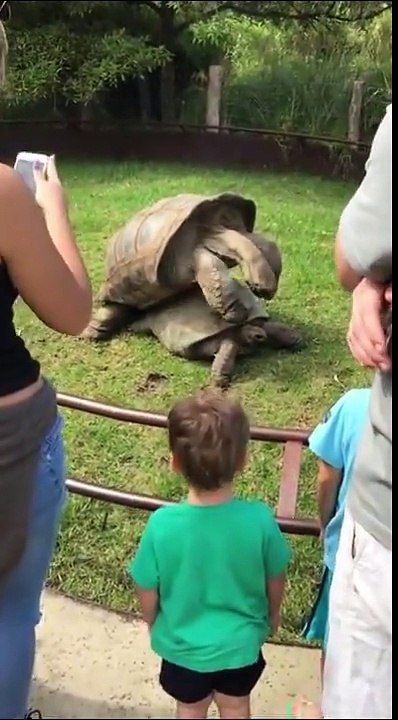 Turtles make groans during sex
