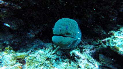Scuba diving holiday in Egypt, Marsa Alam, Extra Divers Equinoxti