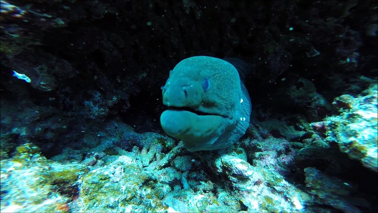 Scuba diving holiday in Egypt, Marsa Alam, Extra Divers Equinoxti