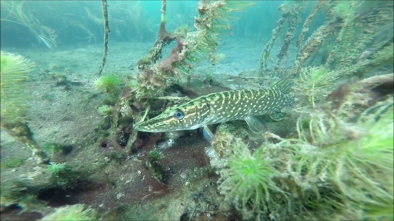 Tauchen am Nordstrand Erfurt kurz