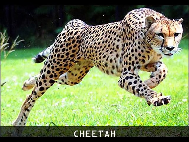A short Video|Endangered species|kids best vidoes|animals and pets