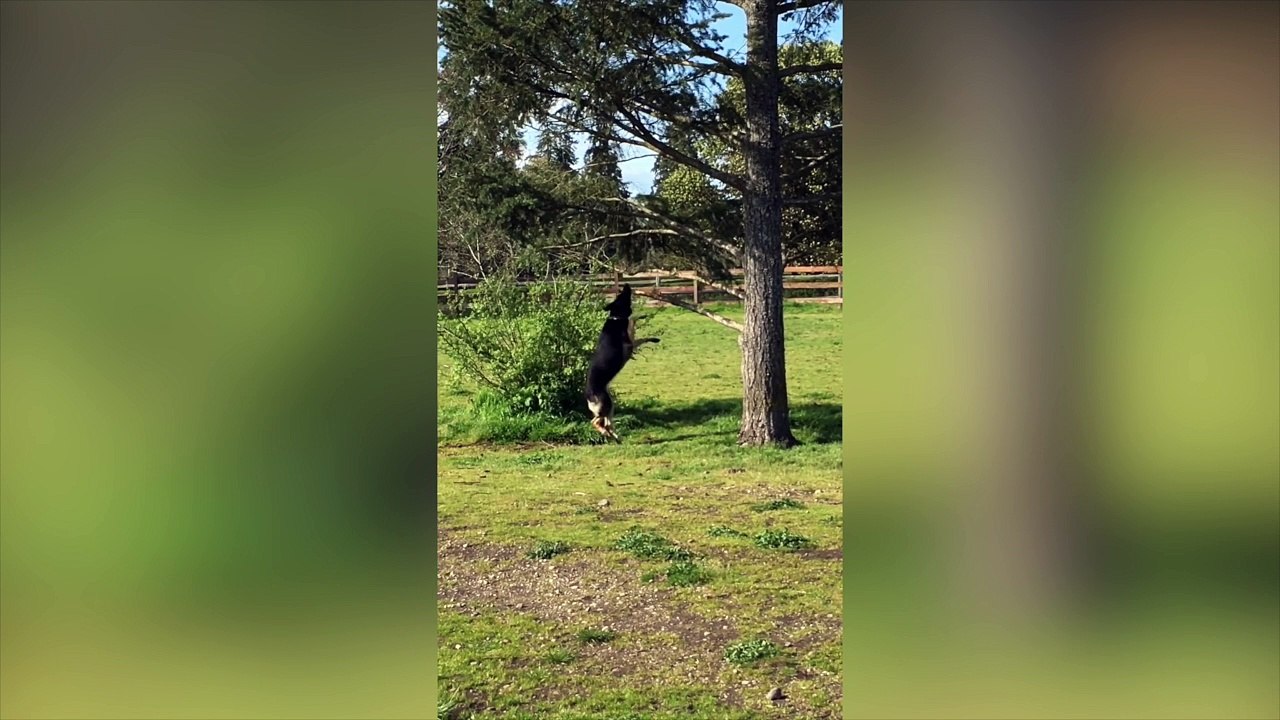 Ce chien veut absolument jouer avec ce bâton !
