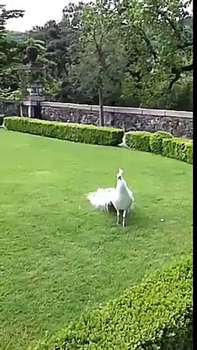 white peacock dance in indian zoo