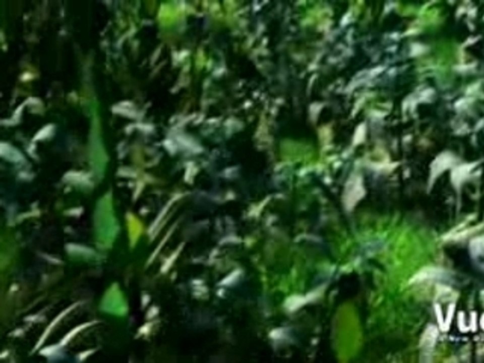Vue 6 Show Reel (2007)