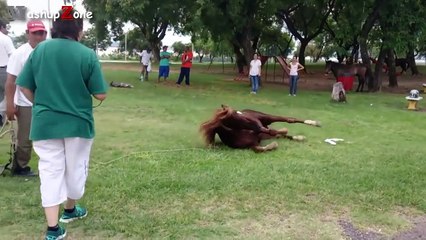 Funny Horses - A Funny Horse Videos Compilation