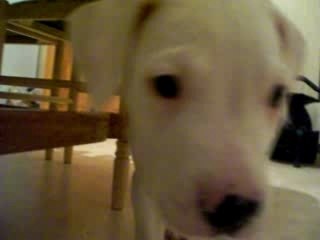 Mon Dogue Argentin Bébé : Elle s'appelle Candy !