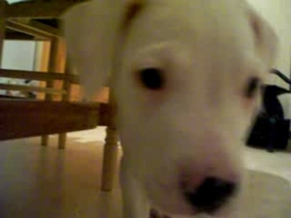 Mon Dogue Argentin Bébé : Elle s'appelle Candy !