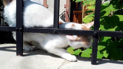 Bébé And Chat ( cat )