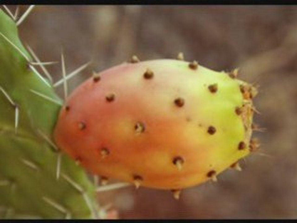 Fruits et saveurs d'Algérie
