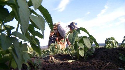 Chia seeds now a booming business in Uganda