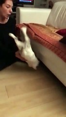 Ce lapin rate misérablement son saut