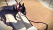 Dog with prosthetic limbs learns how to walk on four legs again
