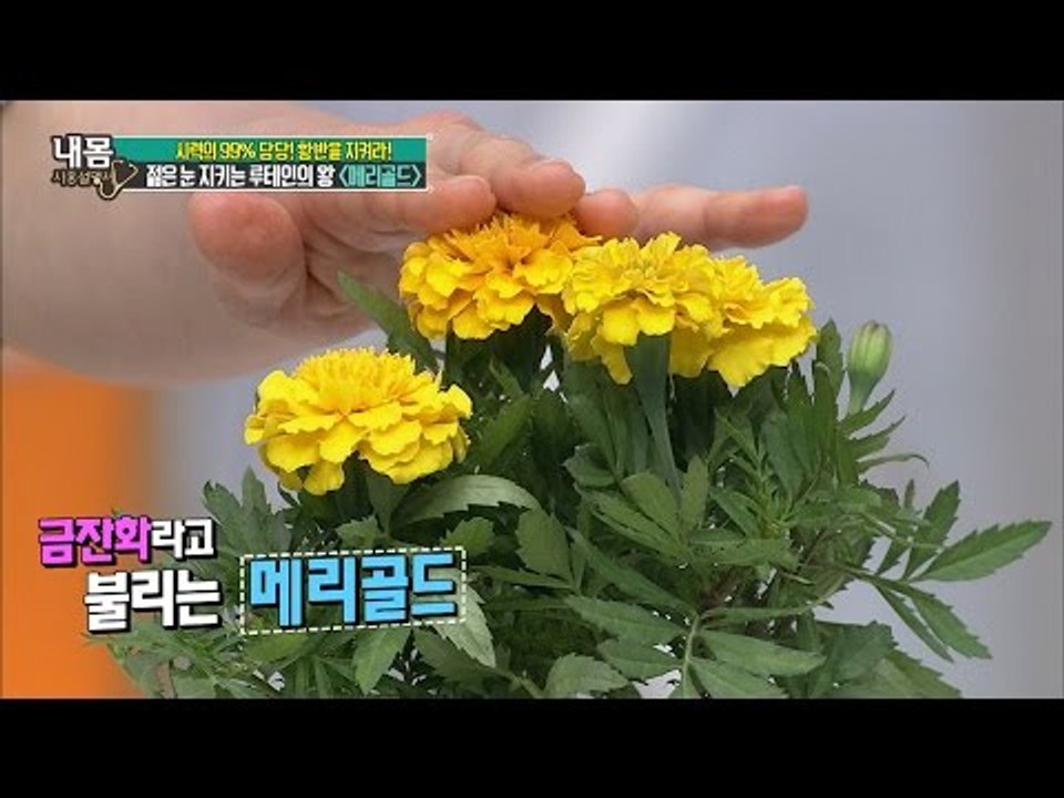 눈 건강 되돌리는 영양소 루테인, 어디에 많나? [내 몸 사용설명서] 108회 201...