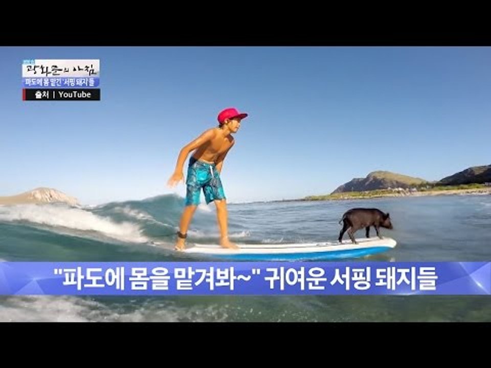 귀여운 서핑 돼지들! [광화문의 아침] 260회 20160624